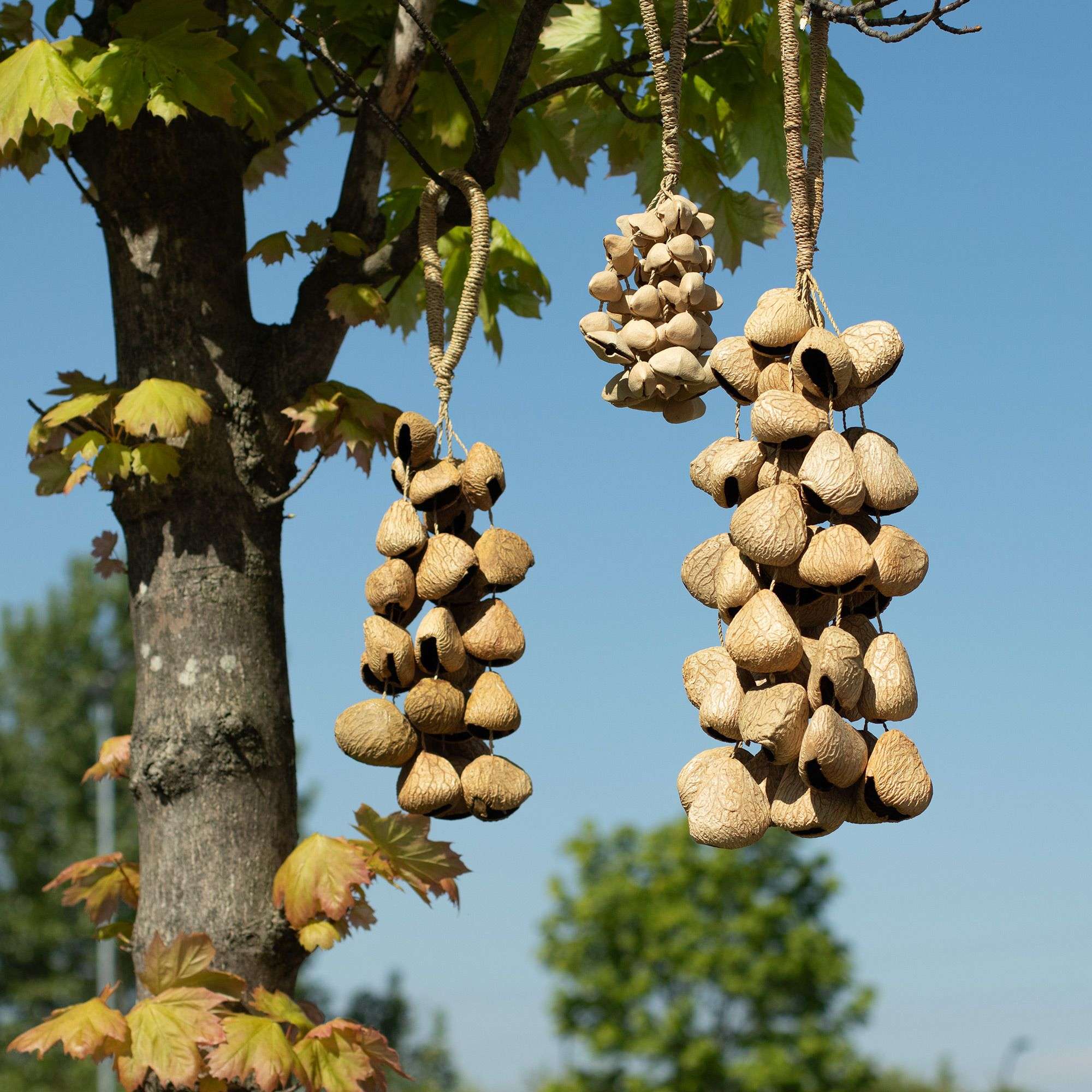 Vidutinis pangi sėklų kevalų barškutis 30 kevalų Vidutinis pangi sėklų kevalų barškutis 30 kevalų - Paveikslėlis 5
